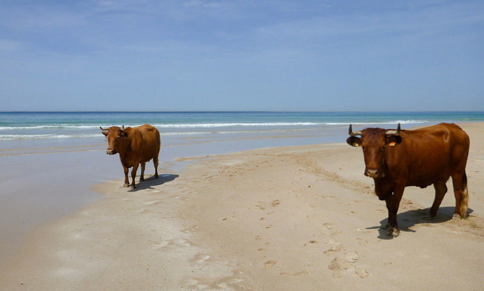 vacas1